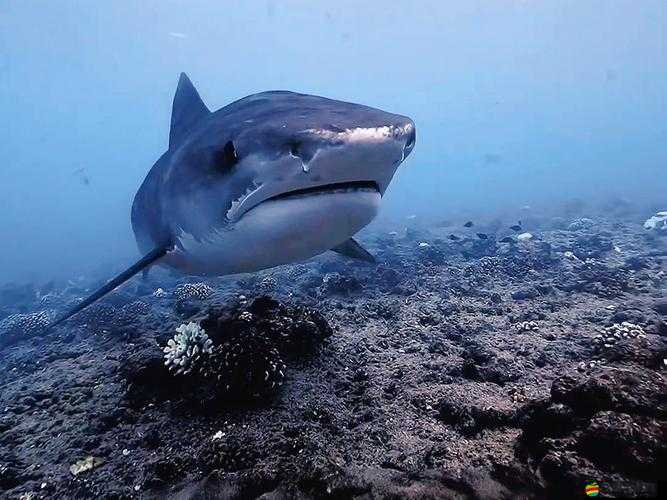 孤島驚魂3深度攻略，全面揭秘海洋生態(tài)霸主——海鰻的制勝之道