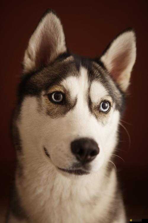 獸王ZOOMSERVO 獸狗產品優勢：性能卓越品質可靠值得信賴