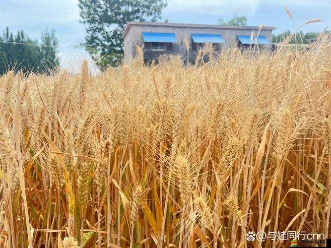 日本朋友家的麥子：承載著豐收喜悅與深厚情感的希望之穗