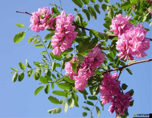 俺來也五月香：探尋其背后的故事與獨特魅力