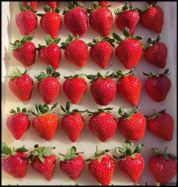 啊∽你 TM 別 了我的草莓：究竟是誰如此霸道