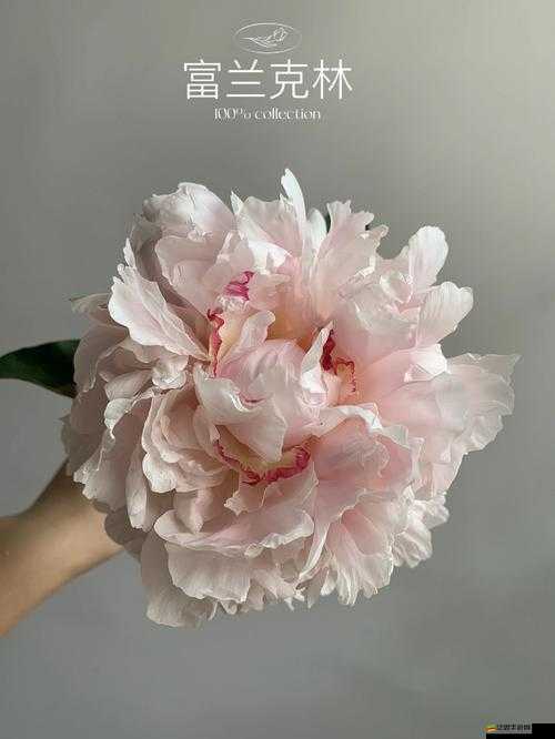 香軟玉滑（林芍藥）：絕美風姿令人陶醉的奇妙女子