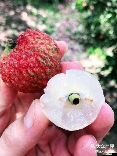 綠巨人櫻桃荔枝青青草：兼具多種功效的神奇果實