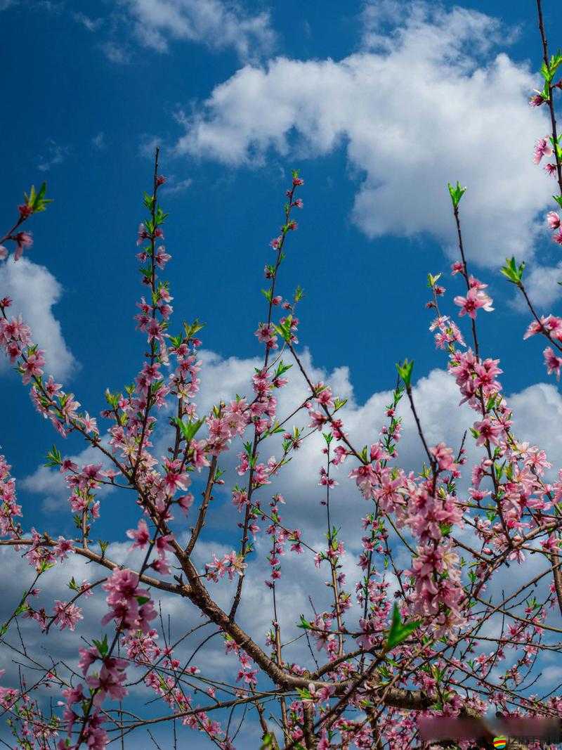 國色天香桃花朵朵：描繪春天里那如詩如畫的絢爛美景