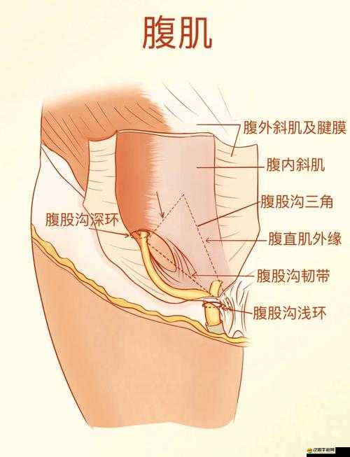摸腹肌下的那個根很長是什么：探尋其背后的奧秘所在