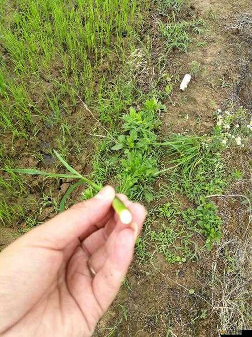 1000 部黃色含羞四葉草研究所相關資源大揭秘