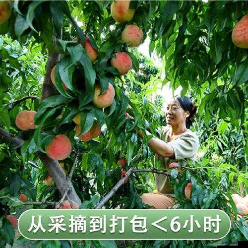 水蜜桃一三四專區(qū)：甜蜜與獨(dú)特的精彩匯聚地