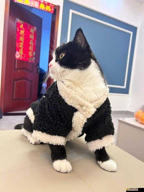 小森生活游戲中貓貓衛(wèi)衣獲取方法詳解，貓咪衣服全面獲取攻略