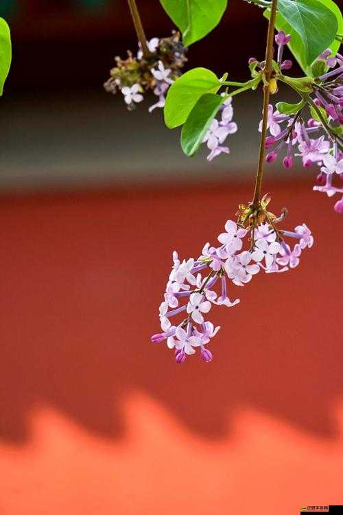 丁香花在線高清完整版視頻：絕美旋律綻放視聽盛宴