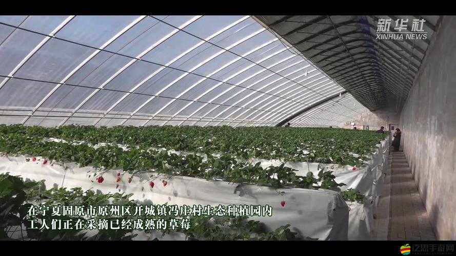 18 禁視頻網(wǎng)站草莓視頻：暢享極致私密精彩內(nèi)容
