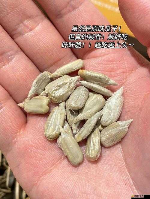 創造與魔法游戲內炒瓜子制作方法詳解，炒瓜子食譜全攻略