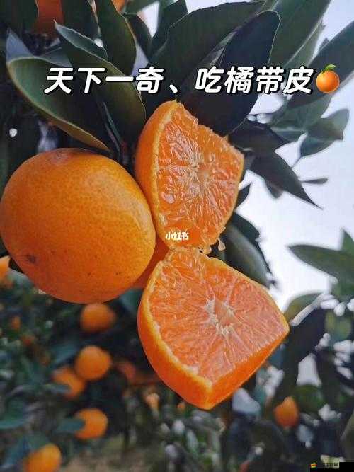 玉杵入牦戶天下一奇：吃橘帶皮，此為何意？
