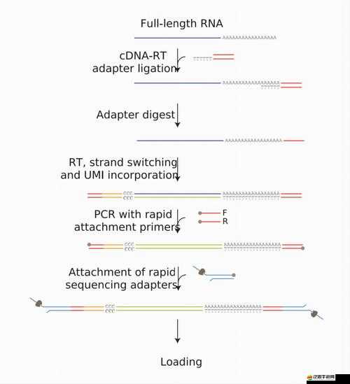 探索 RNA 與 cDNA 雜交的奧秘