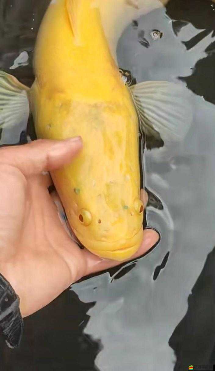 夢想新大陸金龍魚垂釣技巧及金龍魚彩蛋任務(wù)全攻略指南