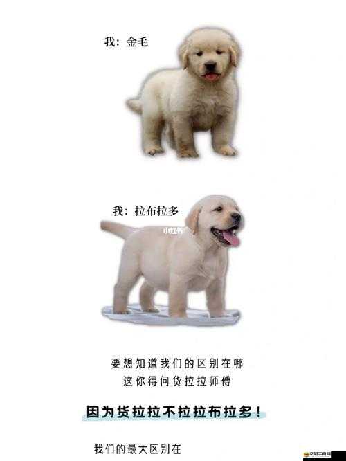 我和我家大金毛卡住后怎么自救：一些實用方法和技巧分享