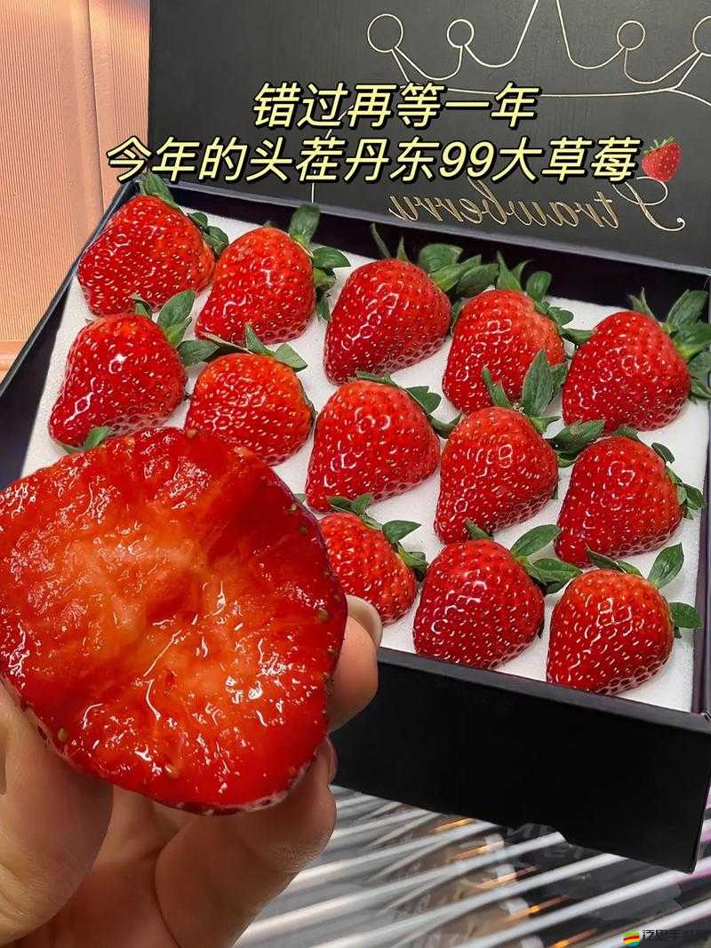 實(shí)力對比：蜜絲婷大草莓與小草莓的差異究竟在哪