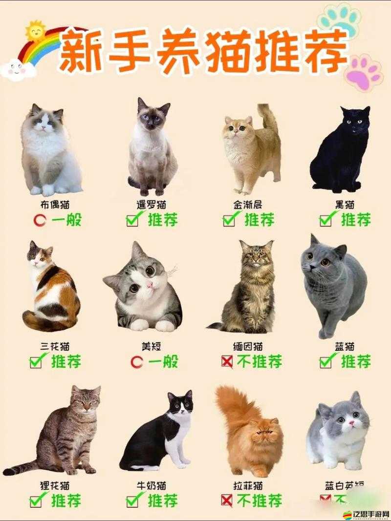 奇喵畫家，自帶萌力爆棚，輕松空血槽的神奇貓咪藝術家