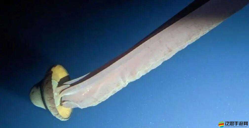 觸手乳孔：探索神秘生物結構與功能的奇妙之門