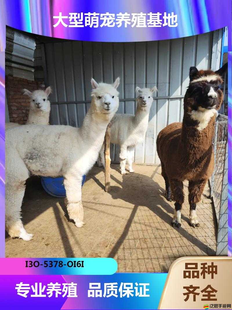 小森生活游戲攻略，全面揭秘羊駝位置，助你輕松捕捉可愛萌寵