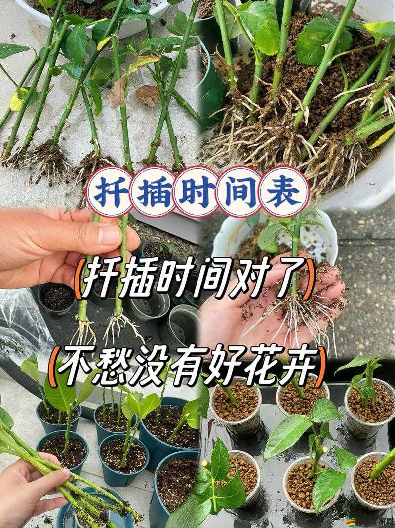 韓式 72 種扦插方式：帶你探索獨(dú)特的植物繁殖秘訣