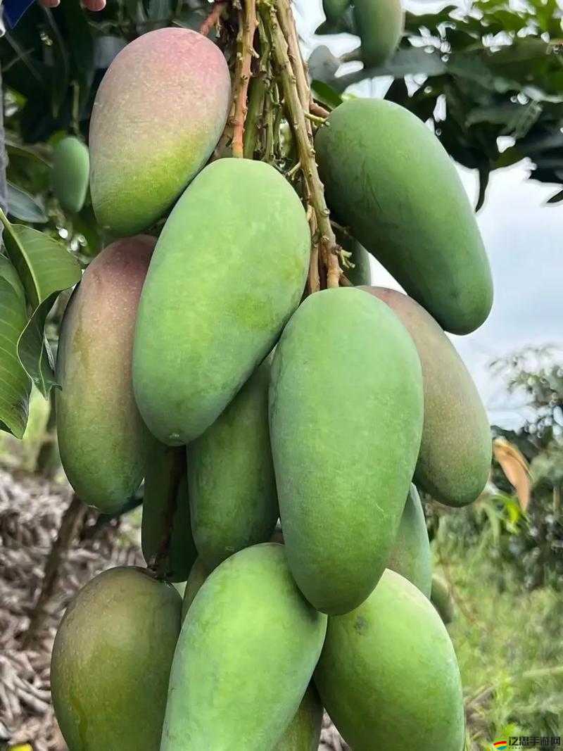 榴蓮草莓芒果菠蘿香蕉幸福寶帶來的甜蜜與滿足感