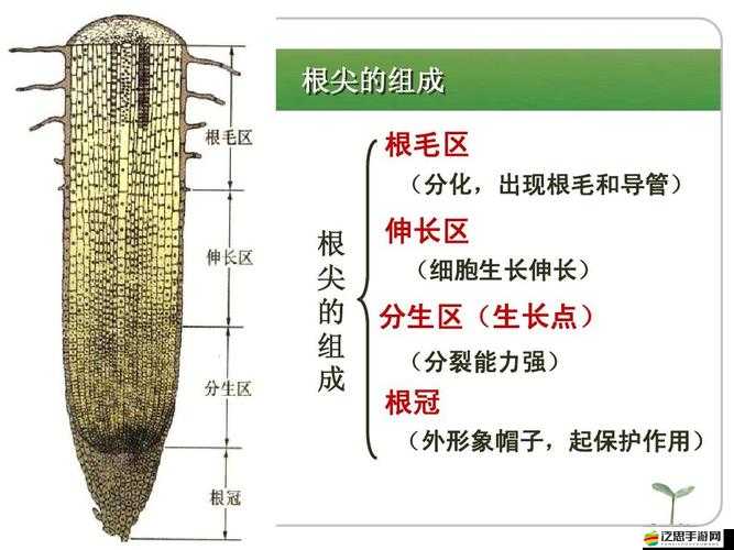探索口袋里的綠色生活，全面解析口袋植物與計步自我檢測功能