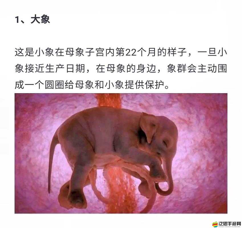可愛的小豬和它的人類朋友們：探索奇妙的動物世界