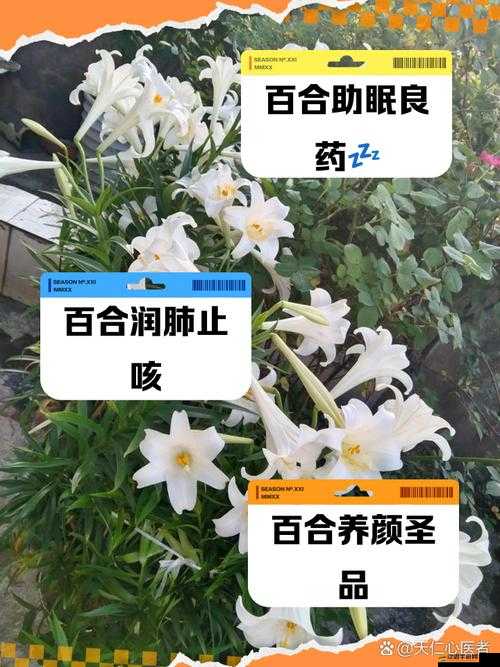 百合：運(yùn)動(dòng)與愛，讓我們一起探索
