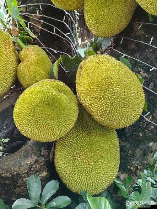 探秘亞精產品一三三三菠蘿蜜：其獨特之處與食用價值解析