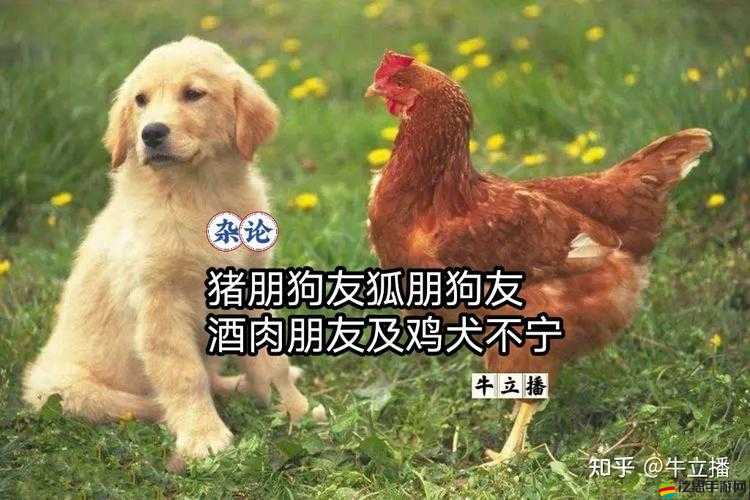 人 or 豬 or 狗已徹底下架老用戶：那些年我們一起追過的回憶