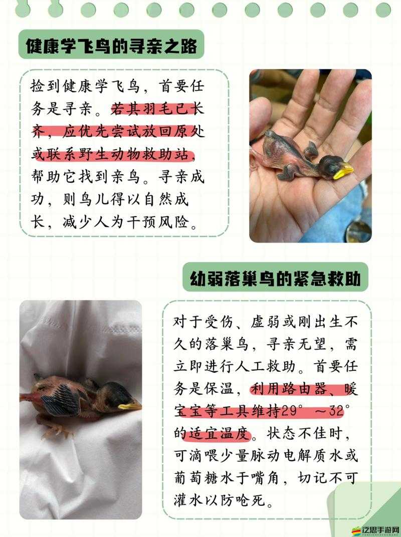 幼童雛鳥導入口：探索兒童與鳥類成長的奇妙關聯世界