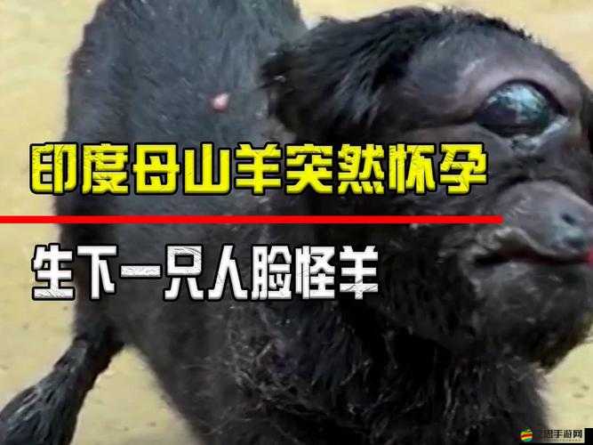 當人誤入羊的水門，該如何應(yīng)對