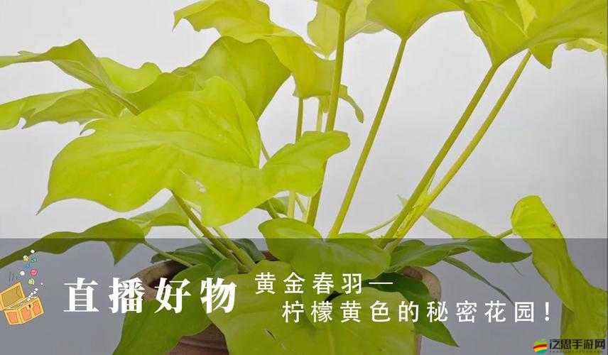 黃頻軟件：探索世界的秘密花園