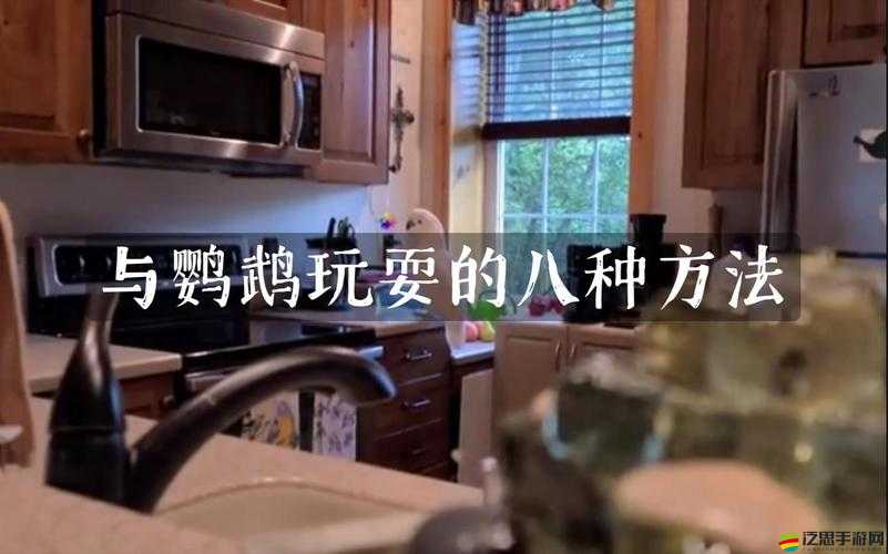 揭秘我的世界，鸚鵡與曲奇不可思議的相遇背后的真相