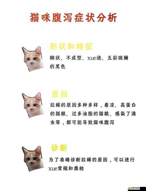 貓咪找不到了怎么辦：別慌張 跟我一起尋找線索和方法