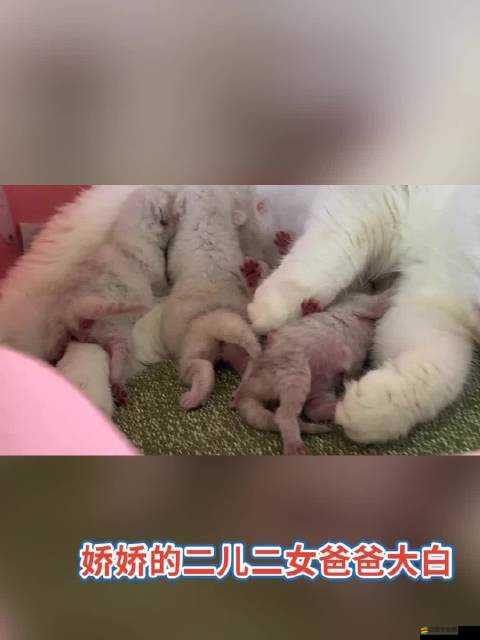 開心貓舍，萌寵樂園的奇妙探索之旅，從精彩截圖預覽精彩啟程