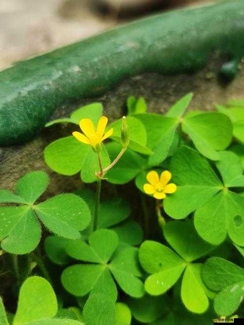 日本電影三葉草的春天感想：青春的迷茫與成長