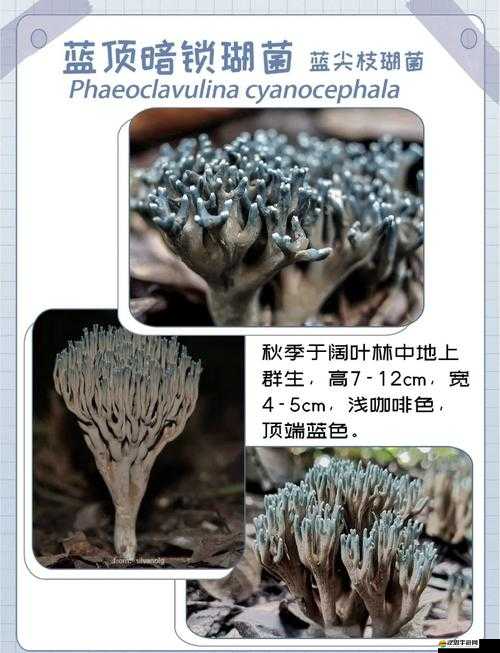 蘑菇科普：探索蘑菇世界的奧秘與多樣種類及其生態價值