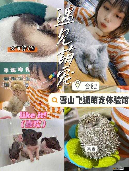 遇見寵物如何抉擇？新版本寵物屬性詳解與選擇全攻略