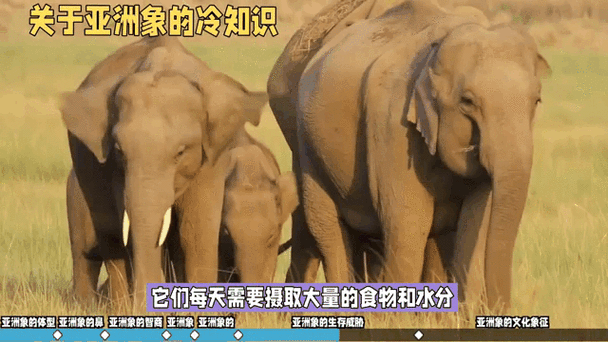 強烈伊春園 2023 入口直達大象：帶你走進神秘世界