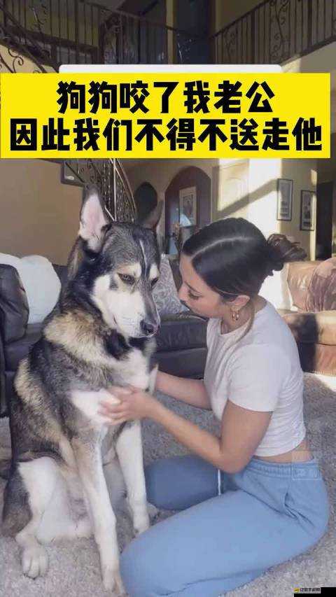 婆婆和我的狗老公怎么相處之和諧共處的方法與技巧探討