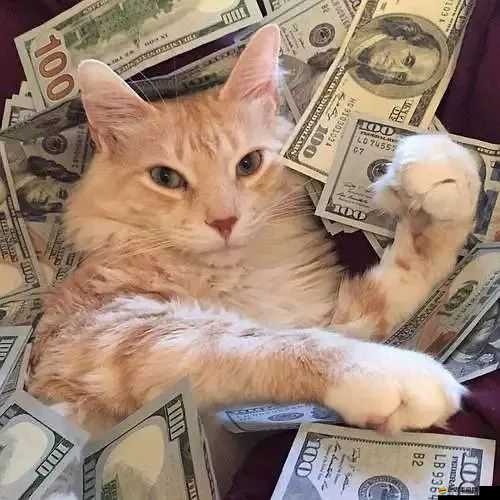 人與物動物交互如何在錢中發揮作用