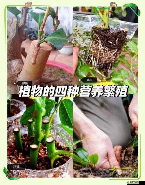 歐式 45 種扦插方式圖片：探索植物繁殖的多樣技巧與奧秘