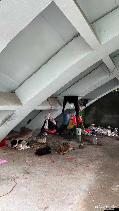 流浪漢把我拉進橋底免費閱讀：流浪漢的神秘邀請