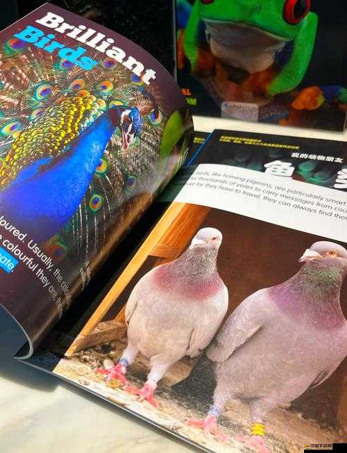 美國 ZOOM 動物：帶你領略動物世界的奇妙之旅