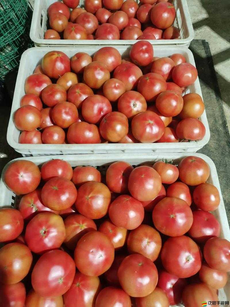 全民農場西紅柿高效種植技巧與全面管理指南詳解