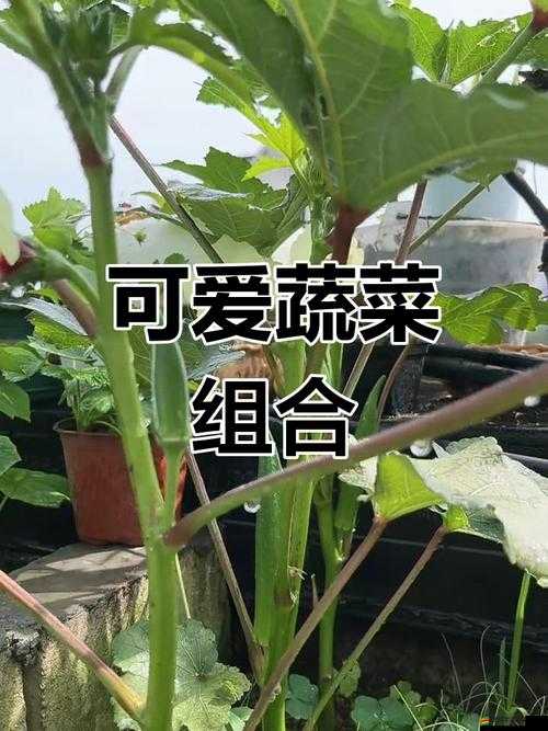 秋葵茄子絲瓜香蕉榴蓮的奇妙組合與別樣風情
