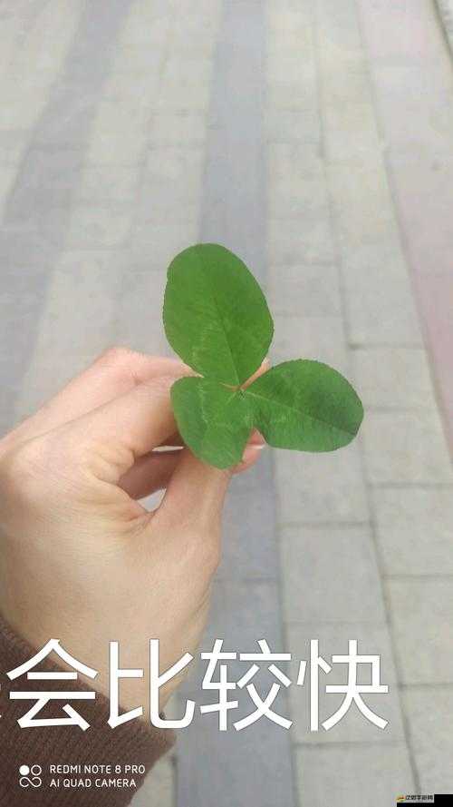 成品人和精品人有何區別？四葉草解答