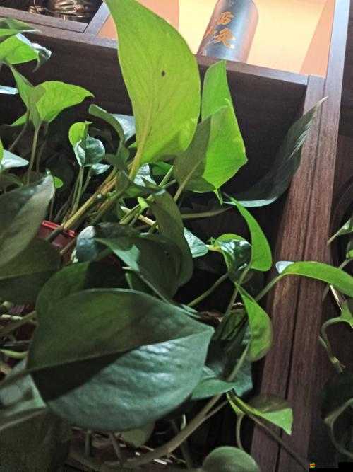 外出佩戴小玩具被傳封禁：是道德爭議還是技術問題？