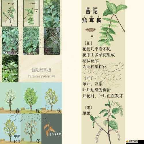 老農(nóng)種樹(shù)游戲新手必備，全面掌握種樹(shù)技巧與攻略指南